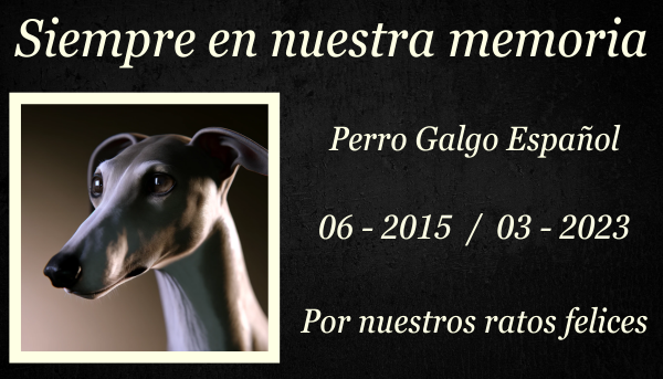 Un primer plano hiperrealista de un galgo español (Galgo Español), que captura los detalles y texturas de su cara esbelta y sus largas orejas. El perro debe lucir elegante y grácil, típico de la raza, con un pelaje corto y elegante que brilla bajo una iluminación suave. El fondo debe estar ligeramente difuminado para enfocarse intensamente en los expresivos ojos almendrados del perro y los finos contornos de su nariz y mandíbula. La iluminación debe resaltar las sombras sutiles y los detalles de los rasgos faciales del perro, dándole un efecto dramático y tridimensional. https:www.lapidasparamascotas.com