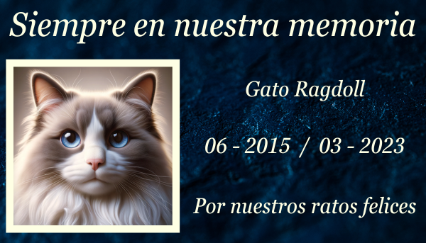 Imagen horizontal de una lápida conmemorativa de un gato Ragdoll, colocada sobre el césped. La lápida es sencilla y elegante, con una pequeña ilustración grabada de un gato Ragdoll y una inscripción que dice "En memoria amorosa de [nombre del gato], amado Ragdoll, para siempre en nuestros corazones". Alrededor de la lápida hay algunas flores y algunas velas, creando un ambiente sereno y respetuoso. https:www.lapidasparamascotas.com