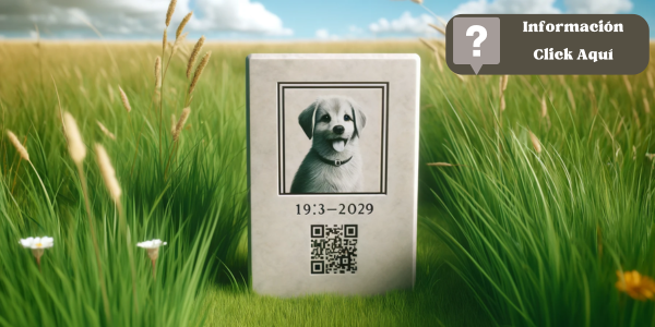 Una vista horizontal de cerca de una lápida conmemorativa para mascotas colocada en un prado cubierto de hierba. La lápida es sencilla y elegante, con un código QR claro y una foto de la mascota (perro o gato) grabada. La hierba circundante es exuberante y verde, se mece suavemente con la brisa, con algunas flores silvestres dispersas que añaden un toque de color. El cielo es azul con algunas nubes esponjosas, creando una atmósfera serena y pacífica.
https:www.lapidasparamascotas.com